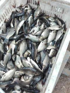 平頂山龍魚（平頂山龍魚養殖技巧:中國水產養殖業的寶貴資源）