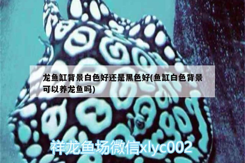 龍魚缸背景白色好還是黑色好(魚缸白色背景可以養龍魚嗎)（如何選擇龍魚的背景顏色）