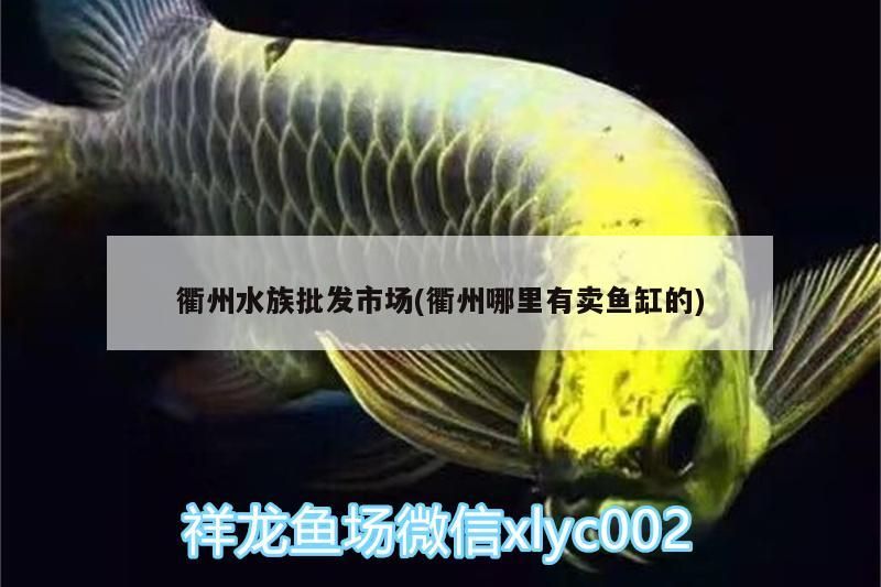 龍魚 衢州水族批發市場(衢州哪里有賣魚缸的) 觀賞魚百科 衢州水族批發市場(衢州哪里有賣魚缸的) 衢州水族批發市場(衢州哪里有賣魚缸的) 觀賞魚百科