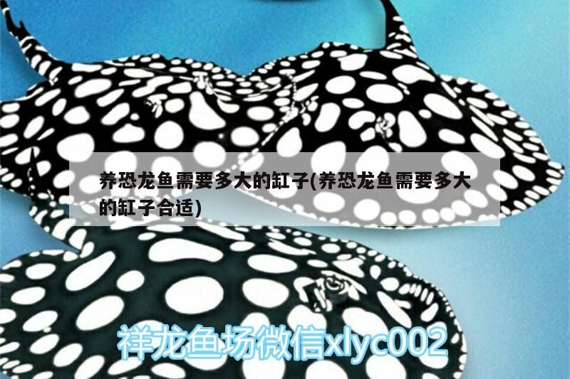 養恐龍魚需要多大的缸子(養恐龍魚需要多大的缸子合適)（養恐龍魚需要多大的缸子）