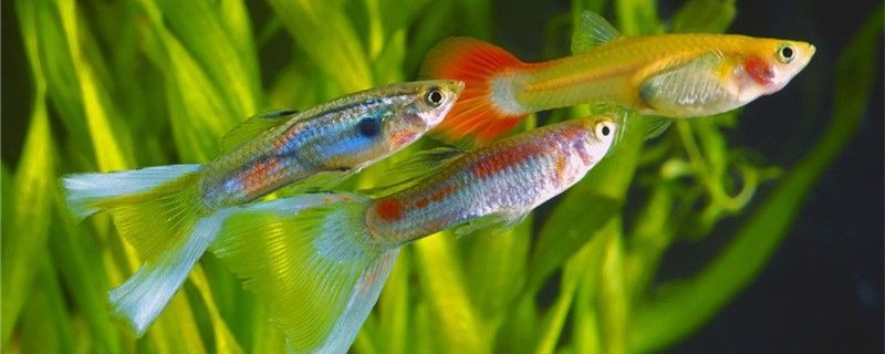 龍魚身上有小白點是什么蟲咬的（ 龍魚身上有小白點是什么蟲咬的圖片）（六角恐龍魚身上長了白點是白點病，可能是白點病的原因）