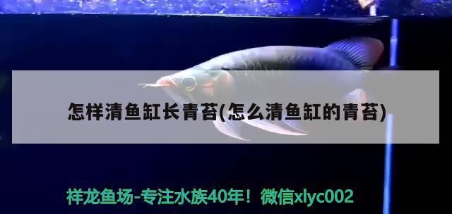 怎樣清魚缸長青苔(怎么清魚缸的青苔)