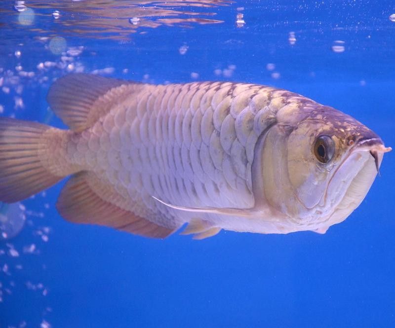 西陵紅龍魚是雜牌子嗎（西陵紅龍魚屬于雜牌子嗎？）