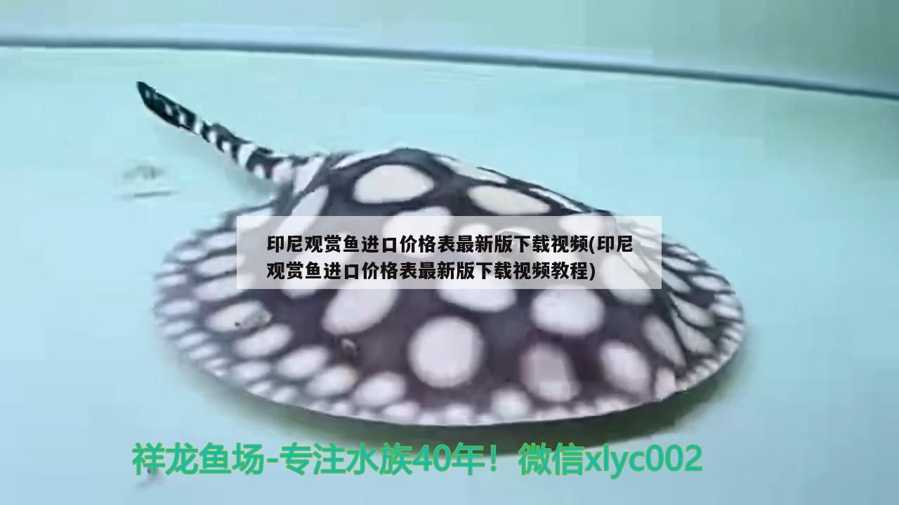 印尼觀賞魚進口價格表最新版下載視頻(印尼觀賞魚進口價格表最新版下載視頻教程) 印尼觀賞魚進口價格表最新版下載視頻(印尼觀賞魚進口價格表最新版下載視頻教程) 觀賞魚百科