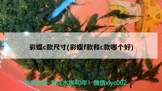 彩蝶c款尺寸(彩蝶f款和c款哪個好) 彩蝶c款尺寸(彩蝶f款和c款哪個好) 觀賞魚百科