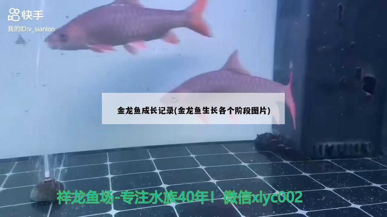 飼料 金龍魚成長(zhǎng)記錄(金龍魚生長(zhǎng)各個(gè)階段圖片)(關(guān)于金龍魚的養(yǎng)殖) 觀賞魚百科 金龍魚成長(zhǎng)記錄(金龍魚生長(zhǎng)各個(gè)階段圖片)(關(guān)于金龍魚的養(yǎng)殖) 金龍魚成長(zhǎng)記錄(金龍魚生長(zhǎng)各個(gè)階段圖片)(關(guān)于金龍魚的養(yǎng)殖) 觀賞魚百科