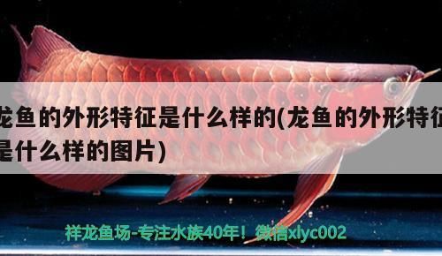 龍魚的外形特征是什么樣的(龍魚的外形特征是什么樣的圖片) 龍魚的外形特征是什么樣的(龍魚的外形特征是什么樣的圖片) 觀賞魚百科