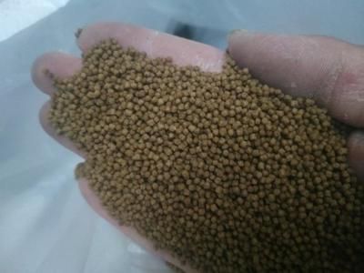 白子銀版魚苗飼料品牌推薦，標題：白子銀版魚苗飼料品牌推薦 白子銀版魚苗飼料品牌推薦，標題：白子銀版魚苗飼料品牌推薦 觀賞魚百科 第5張