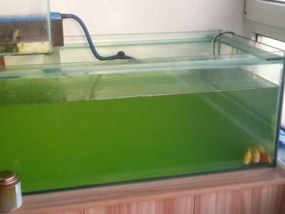 鱘龍魚是哪里產的（鱘龍魚是哪里產的魚）（鱘龍魚是哪里產的）