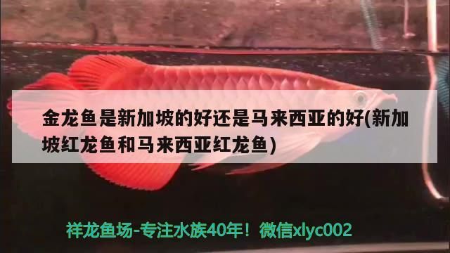 金龍魚是新加坡的好還是馬來西亞的好(新加坡紅龍魚和馬來西亞紅龍魚)（新加坡金龍魚和馬來西亞紅龍魚養(yǎng)殖場的品種多樣性） 金龍魚是新加坡的好還是馬來西亞的好(新加坡紅龍魚和馬來西亞紅龍魚)（新加坡金龍魚和馬來西亞紅龍魚養(yǎng)殖場的品種多樣性） 觀賞魚百科