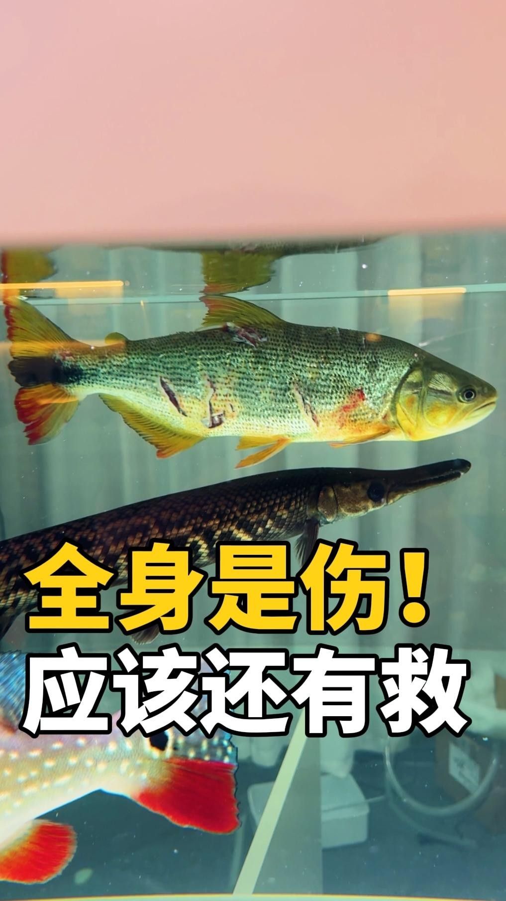 黃金河虎魚疾?。S金河虎魚常見疾病及其防治方法）