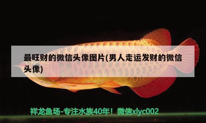 最旺財的微信頭像圖片(男人走運發財的微信頭像)