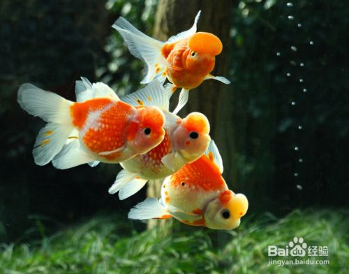 紅龍魚分類及圖片及價格視頻大全(紅龍魚的分類) 紅龍魚分類及圖片及價格視頻大全(紅龍魚的分類) 觀賞魚百科