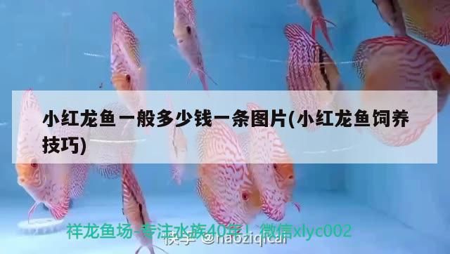 小紅龍魚一般多少錢一條圖片(小紅龍魚飼養技巧)