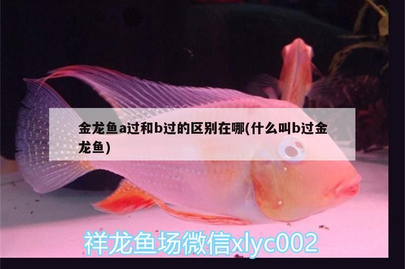 b級過背金龍魚成長圖（藍底b級過背金龍魚成長圖）（b級過背金龍魚成長圖，）