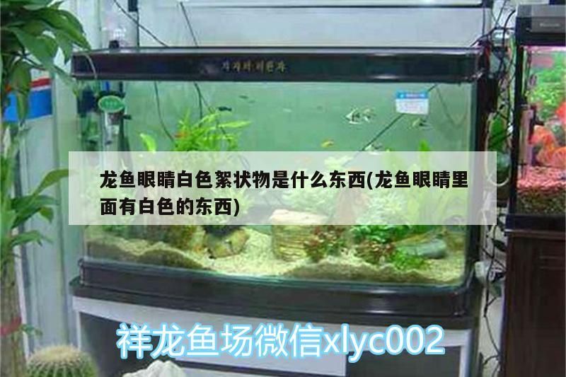 b級過背金龍魚成長圖（藍底b級過背金龍魚成長圖）（b級過背金龍魚成長圖，）