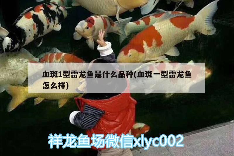 血斑1型雷龍魚(yú)是什么品種(血斑一型雷龍魚(yú)怎么樣) 血斑1型雷龍魚(yú)是什么品種(血斑一型雷龍魚(yú)怎么樣) 觀賞魚(yú)百科