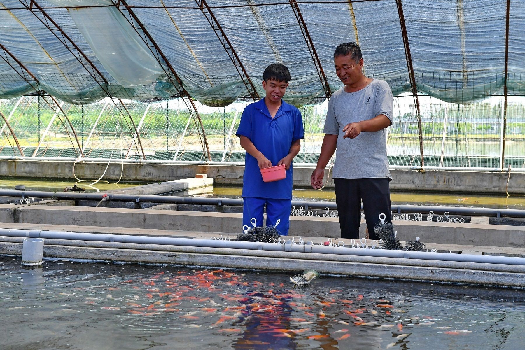 黑莊戶觀賞魚市場怎么樣（北京黑莊戶觀賞魚市場）
