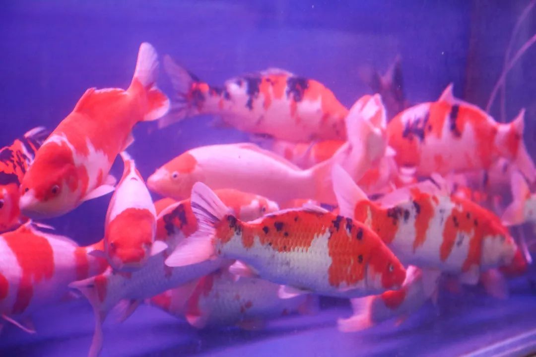 黑莊戶觀賞魚市場怎么樣（北京黑莊戶觀賞魚市場）