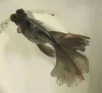 黑莊戶觀賞魚市場怎么樣（北京黑莊戶觀賞魚市場）
