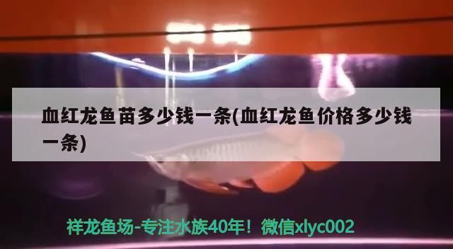 金龍魚 血紅龍魚苗多少錢一條(血紅龍魚價格多少錢一條) 觀賞魚百科 血紅龍魚苗多少錢一條(血紅龍魚價格多少錢一條) 血紅龍魚苗多少錢一條(血紅龍魚價格多少錢一條) 觀賞魚百科