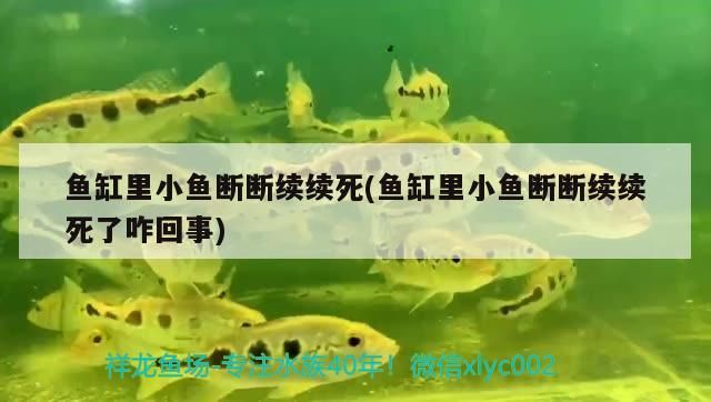 魚缸里小魚斷斷續(xù)續(xù)死(魚缸里小魚斷斷續(xù)續(xù)死了咋回事) 魚缸里小魚斷斷續(xù)續(xù)死(魚缸里小魚斷斷續(xù)續(xù)死了咋回事) 觀賞魚百科