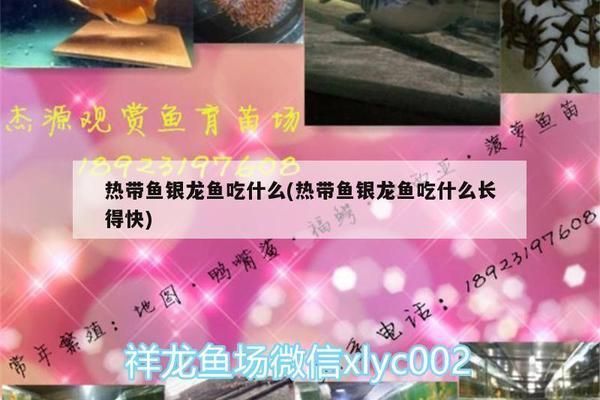 招財貓魚和龍魚混養好不好養活（招財貓魚和龍魚混養在理論上是可行的）