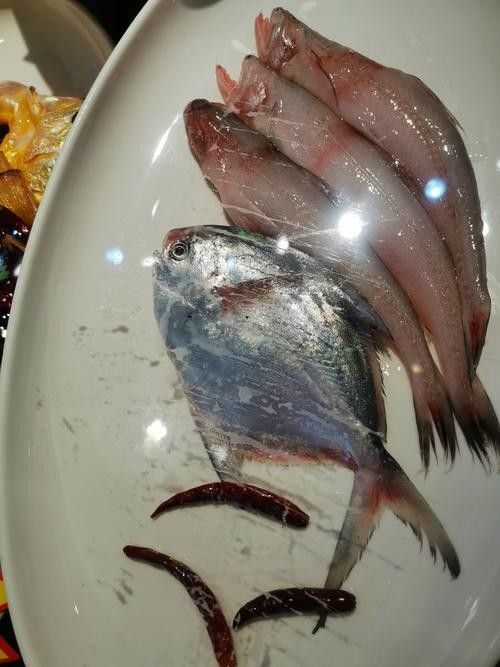 平魯龍魚屬于雜牌子嗎（“平魯龍魚”是否屬于雜牌子，平魯龍魚有哪些型號推薦）