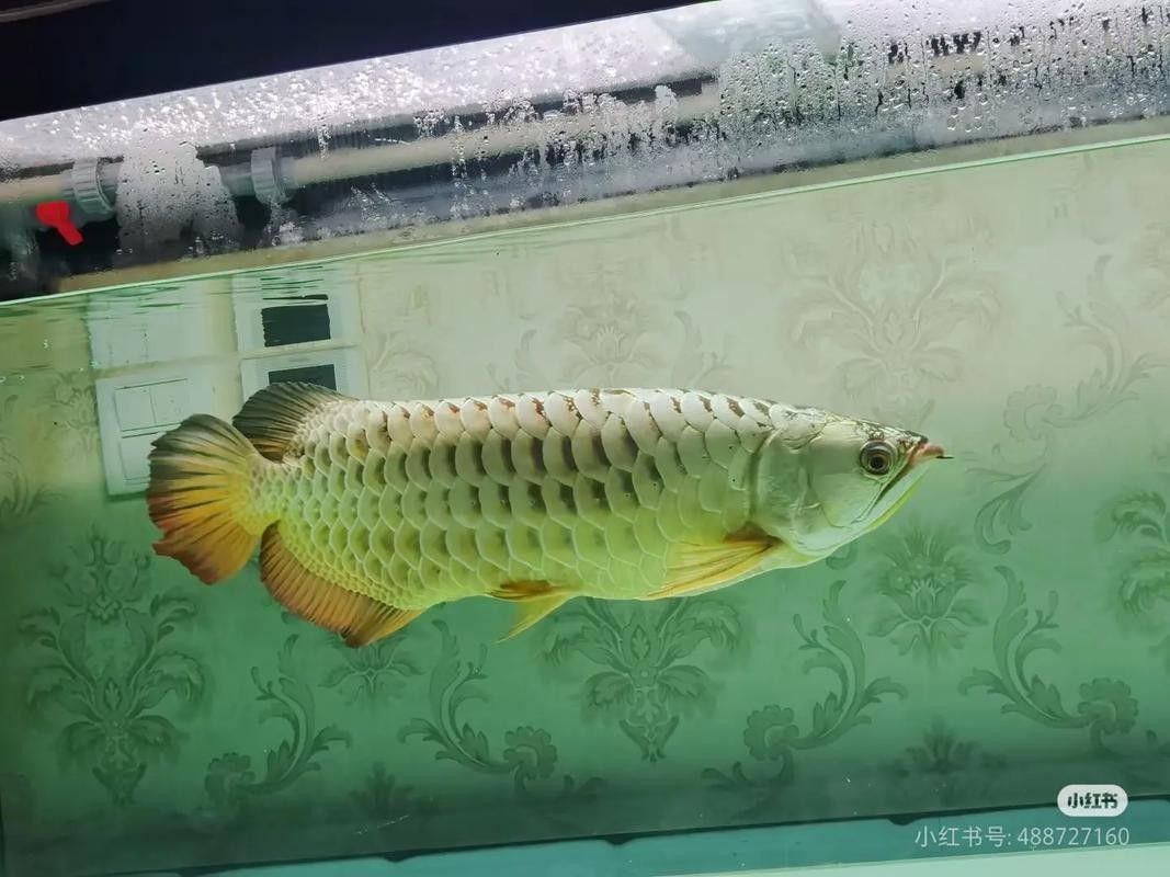 平魯龍魚屬于雜牌子嗎（“平魯龍魚”是否屬于雜牌子，平魯龍魚有哪些型號推薦）