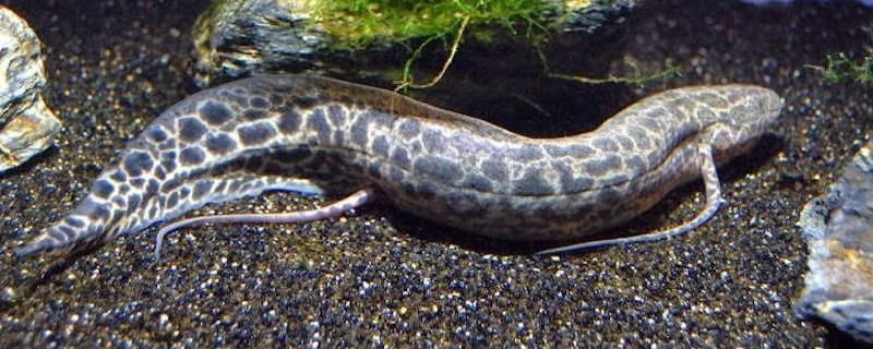 過(guò)背龍魚(yú)價(jià)格：養(yǎng)背龍魚(yú)有什么需要注意的問(wèn)題？