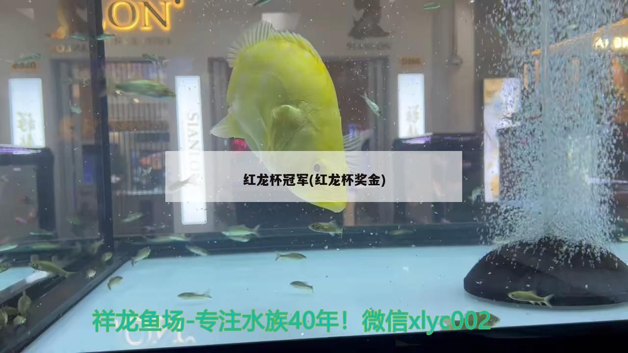 紅龍杯冠軍(紅龍杯獎金)（威爾士男子足球代表隊） 紅龍杯冠軍(紅龍杯獎金)（威爾士男子足球代表隊） 觀賞魚百科