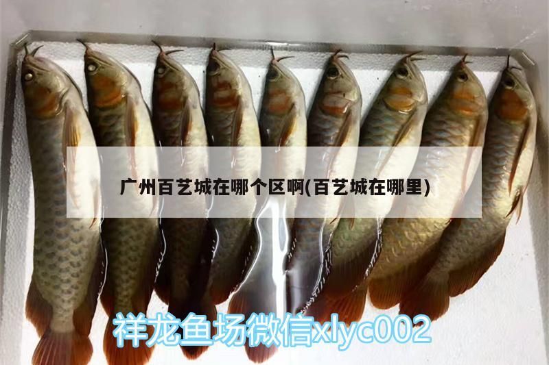 芳村花鳥魚蟲新世界 廣州百藝城在哪個(gè)區(qū)啊(百藝城在哪里)(2020首屆廣州百藝城年貨展銷會(huì)暨廣州百藝城年貨展銷會(huì)) 觀賞魚百科 廣州百藝城在哪個(gè)區(qū)啊(百藝城在哪里)(2020首屆廣州百藝城年貨展銷會(huì)暨廣州百藝城年貨展銷會(huì)) 廣州百藝城在哪個(gè)區(qū)啊(百藝城在哪里)(2020首屆廣州百藝城年貨展銷會(huì)暨廣州百藝城年貨展銷會(huì)) 觀賞魚百科