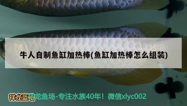 牛人自制魚缸加熱棒(魚缸加熱棒怎么組裝)（牛人自制魚缸加熱棒） 牛人自制魚缸加熱棒(魚缸加熱棒怎么組裝)（牛人自制魚缸加熱棒） 觀賞魚百科