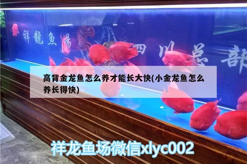 高背金龍魚怎么養才能長大快(小金龍魚怎么養長得快)