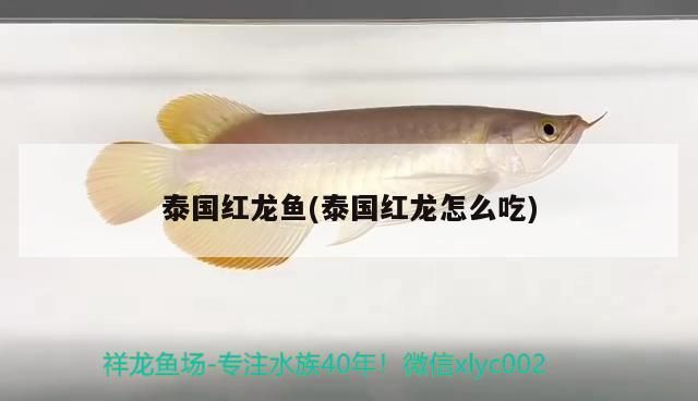 泰國紅龍魚(泰國紅龍怎么吃)（泰國紅龍魚的風水學應用） 泰國紅龍魚(泰國紅龍怎么吃)（泰國紅龍魚的風水學應用） 觀賞魚百科