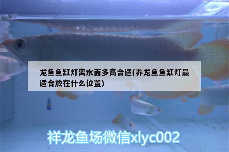 龍魚魚缸燈離水面多高合適(養(yǎng)龍魚魚缸燈最適合放在什么位置)（養(yǎng)龍魚的注意事項）