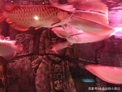 品牌金龍魚都有什么牌子：金龍魚品牌有哪些（亞洲龍魚中的金龍魚和紅龍魚，有相似疑問未得到解答） 品牌金龍魚都有什么牌子：金龍魚品牌有哪些（亞洲龍魚中的金龍魚和紅龍魚，有相似疑問未得到解答） 觀賞魚百科