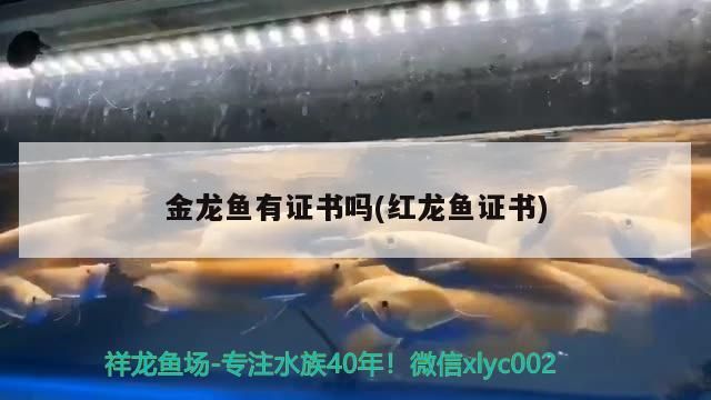 金龍魚有證書嗎(紅龍魚證書)（金龍魚有證書嗎）