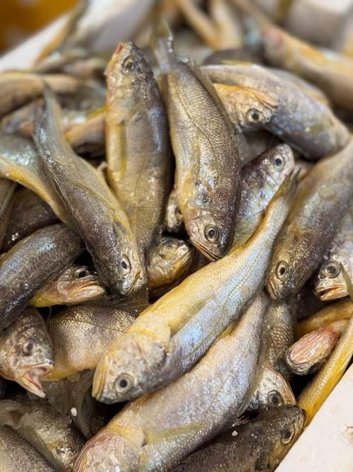黃梅觀賞魚（黃梅觀賞魚的習性介紹和飼養方法和習性介紹） 黃梅觀賞魚（黃梅觀賞魚的習性介紹和飼養方法和習性介紹） 觀賞魚百科 第1張
