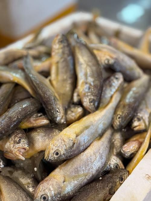 黃梅觀賞魚（黃梅觀賞魚的習性介紹和飼養方法和習性介紹） 黃梅觀賞魚（黃梅觀賞魚的習性介紹和飼養方法和習性介紹） 觀賞魚百科 第2張
