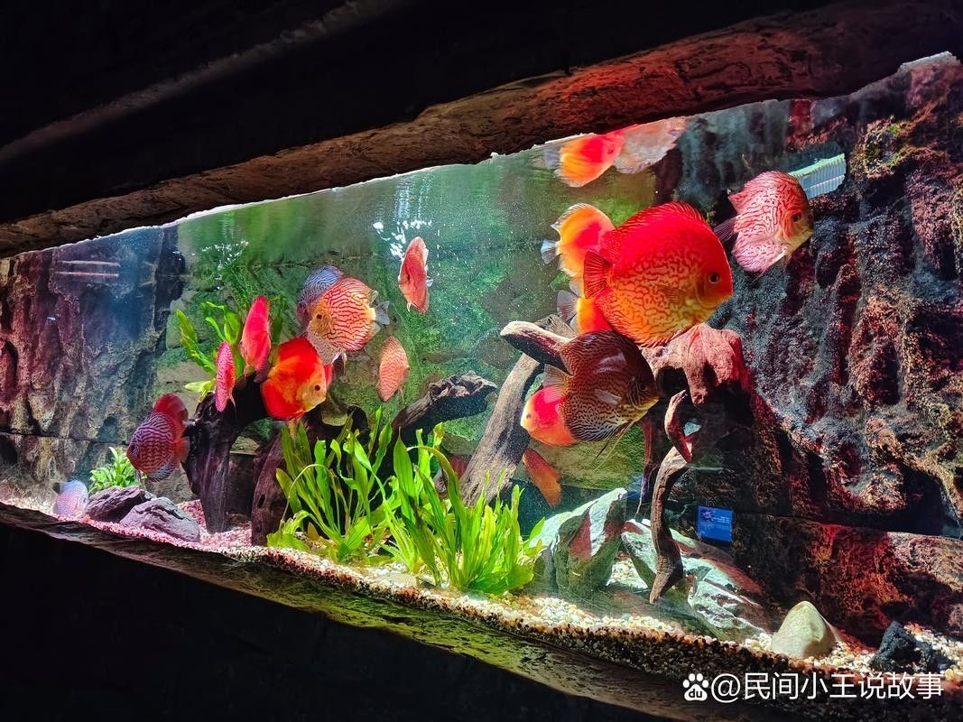 黃梅觀賞魚（黃梅觀賞魚的習性介紹和飼養方法和習性介紹） 黃梅觀賞魚（黃梅觀賞魚的習性介紹和飼養方法和習性介紹） 觀賞魚百科 第7張