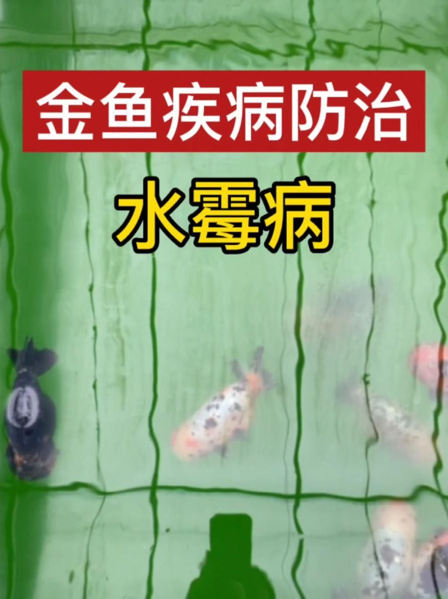 黃梅觀賞魚（黃梅觀賞魚的習性介紹和飼養方法和習性介紹） 黃梅觀賞魚（黃梅觀賞魚的習性介紹和飼養方法和習性介紹） 觀賞魚百科 第11張