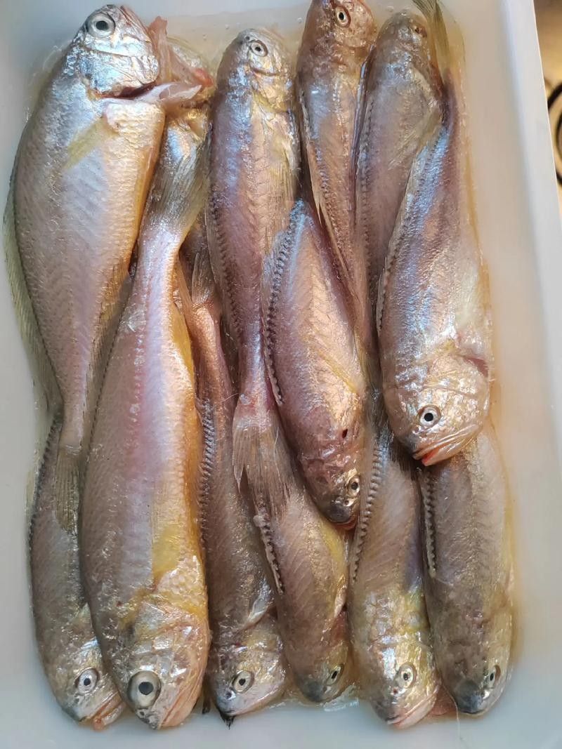 黃梅觀賞魚（黃梅觀賞魚的習性介紹和飼養方法和習性介紹） 黃梅觀賞魚（黃梅觀賞魚的習性介紹和飼養方法和習性介紹） 觀賞魚百科 第4張