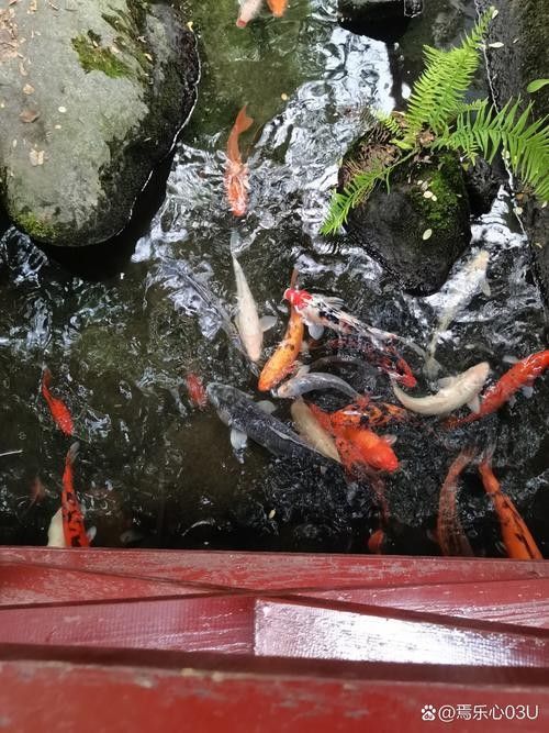 黃梅觀賞魚（黃梅觀賞魚的習性介紹和飼養方法和習性介紹） 黃梅觀賞魚（黃梅觀賞魚的習性介紹和飼養方法和習性介紹） 觀賞魚百科 第10張