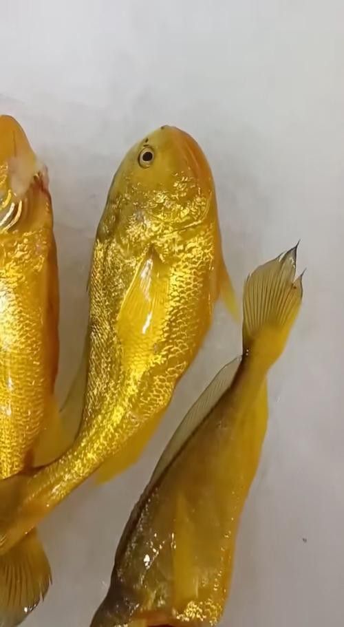 黃梅觀賞魚（黃梅觀賞魚的習性介紹和飼養方法和習性介紹） 黃梅觀賞魚（黃梅觀賞魚的習性介紹和飼養方法和習性介紹） 觀賞魚百科 第3張