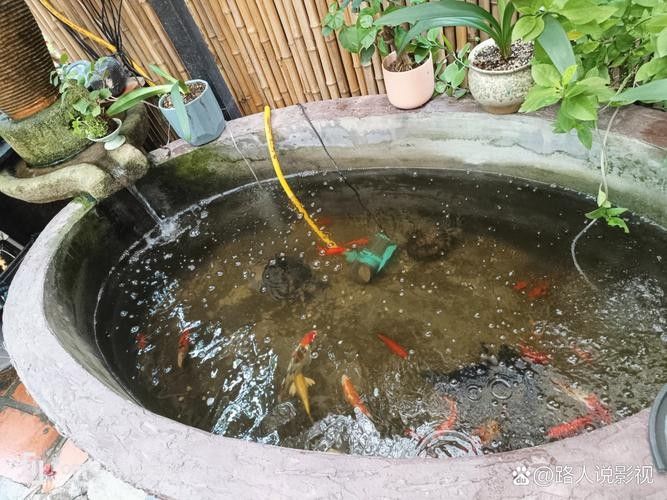 黃梅觀賞魚（黃梅觀賞魚的習性介紹和飼養方法和習性介紹） 黃梅觀賞魚（黃梅觀賞魚的習性介紹和飼養方法和習性介紹） 觀賞魚百科 第8張