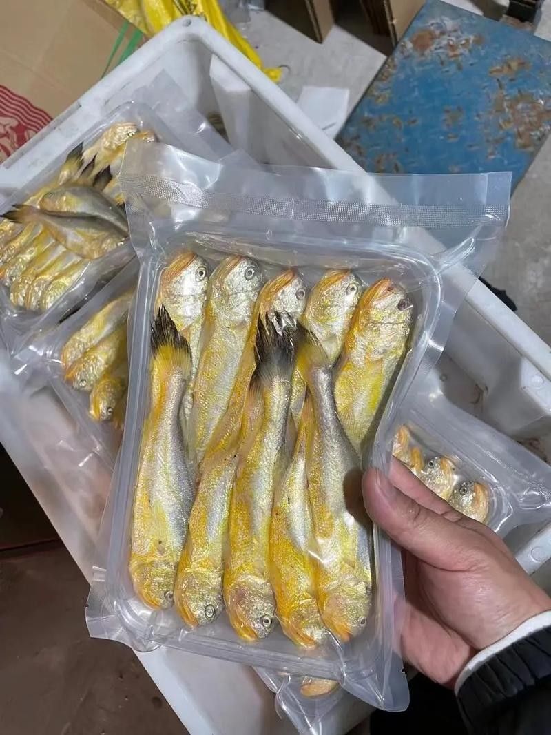 黃梅觀賞魚（黃梅觀賞魚的習性介紹和飼養方法和習性介紹） 黃梅觀賞魚（黃梅觀賞魚的習性介紹和飼養方法和習性介紹） 觀賞魚百科 第5張