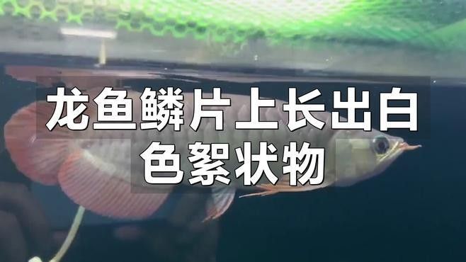 龍魚(yú)鱗片上有白點(diǎn)（龍魚(yú)鱗片上出現(xiàn)白點(diǎn)怎么辦） 龍魚(yú)鱗片上有白點(diǎn)（龍魚(yú)鱗片上出現(xiàn)白點(diǎn)怎么辦） 觀賞魚(yú)百科 第1張