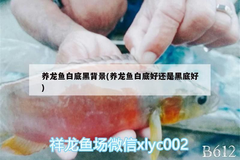 養(yǎng)龍魚白底黑背景(養(yǎng)龍魚白底好還是黑底好)（養(yǎng)金龍魚白底黑背景和養(yǎng)龍魚白底黑背景和養(yǎng)龍魚白底好還是黑底好）