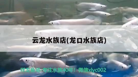 云龍水族店(龍口水族店)（<strong><mark>上海</mark></strong>龍口水族店、云龍水族店）